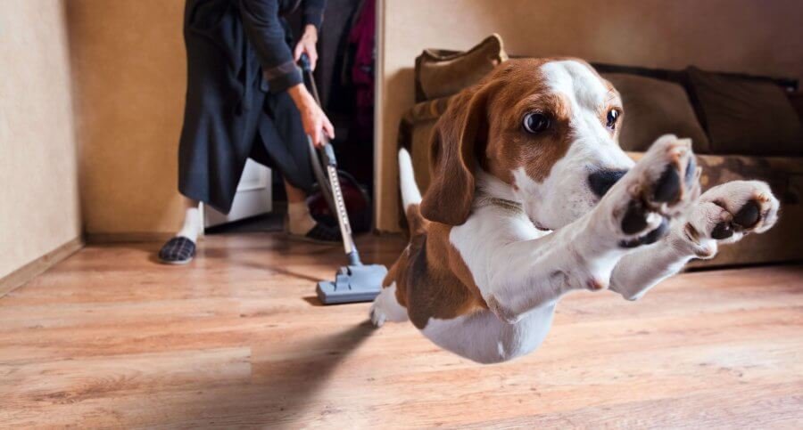 Eco-Friendly Cleaning for Pet Zones